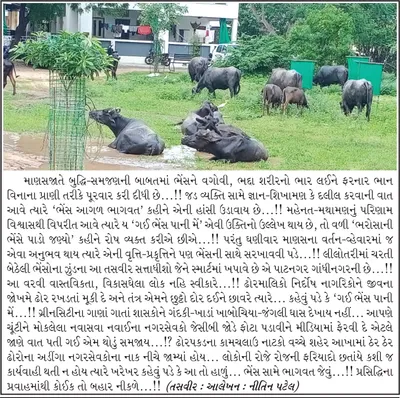 આ તો હાળું  ભેંસ સામે ભાગવત જેવું      